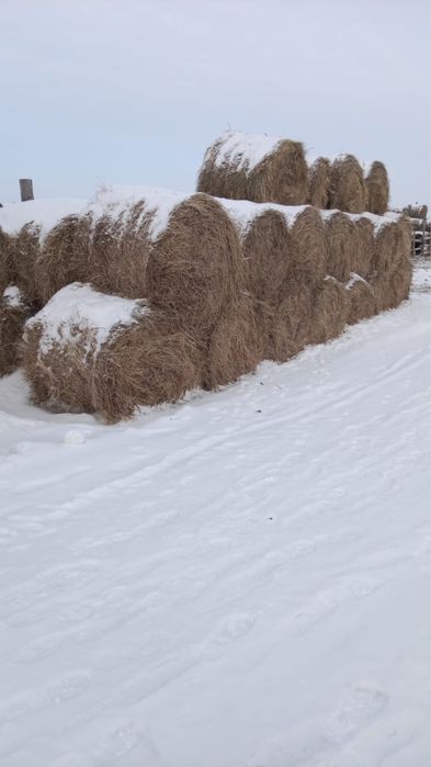 Продам сено луговое