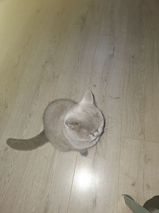 Кошка британка  короткошерстная