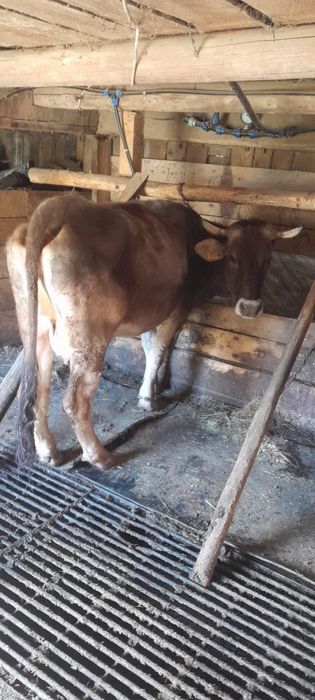 Vaci de vanzare bruna maramures