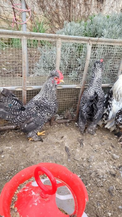 Cocosi strumski  pitic