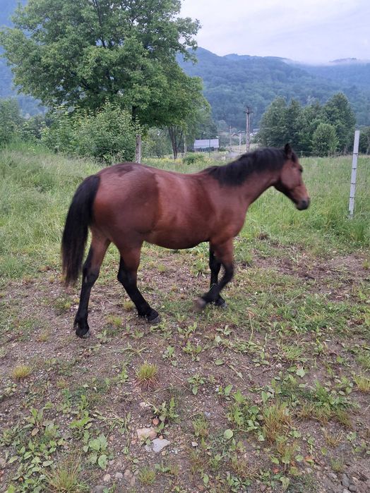 Vînd o iapa semigrea de 7ani corespunde din toate privintile