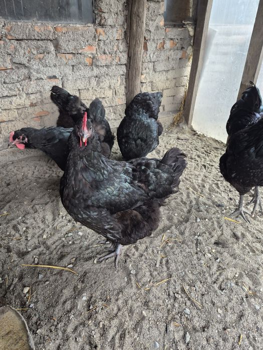 Oua incubator jersey giant