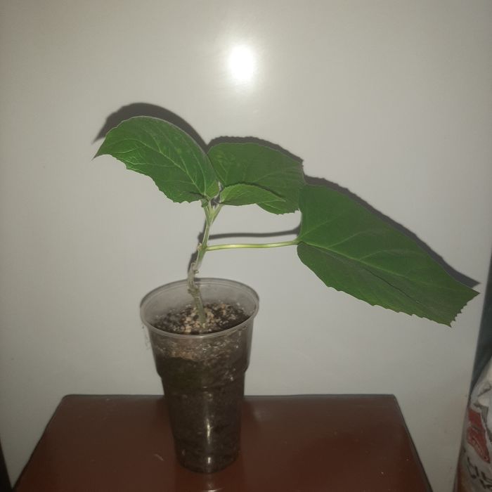 Клеродендрум филиппинский