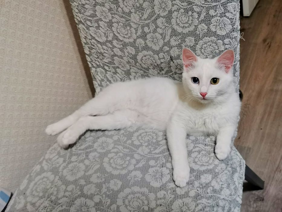 Вязка/ищем кота.