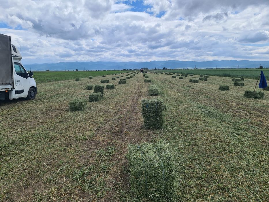 Vând baloti de Lucernă fân productie 2025 trasport la domiciliu