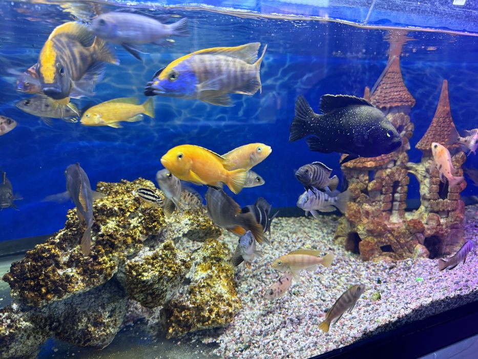 Продам рыб аквариумных