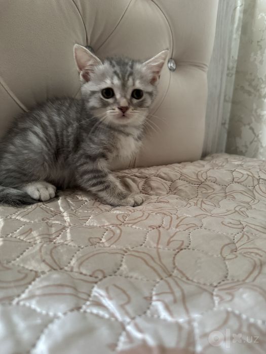 Мальчик Шотландский