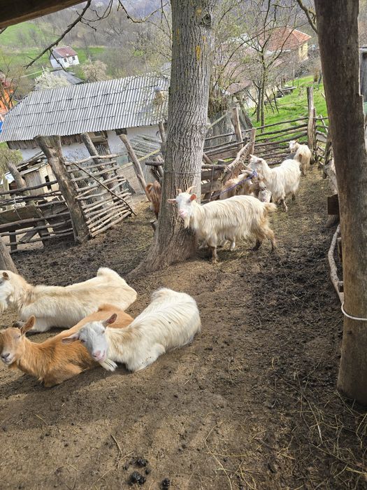 Capre cu Iezi-Microferma -se vand împreună