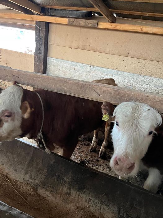 1 жылдық бұқа  сатылады 2 бас