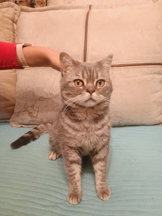 Отдам в добрые руки кота