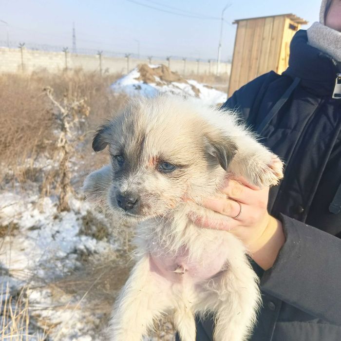 Собаки крыселовы