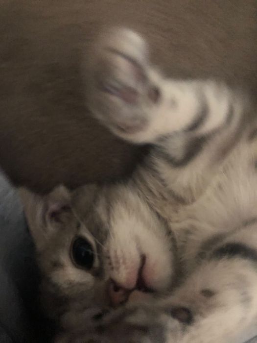 Котенок бесплатно