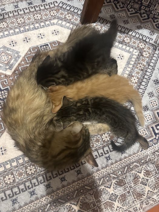 Дружилюбные котята