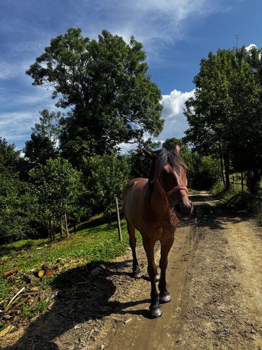Cal de lucru de vânzare