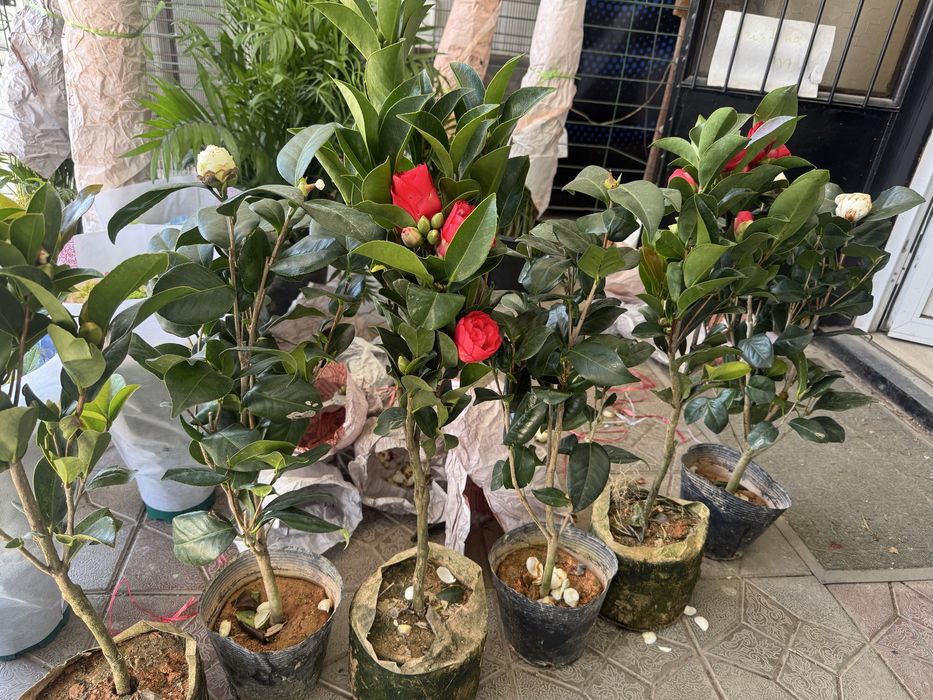 Камелия Японская Роза