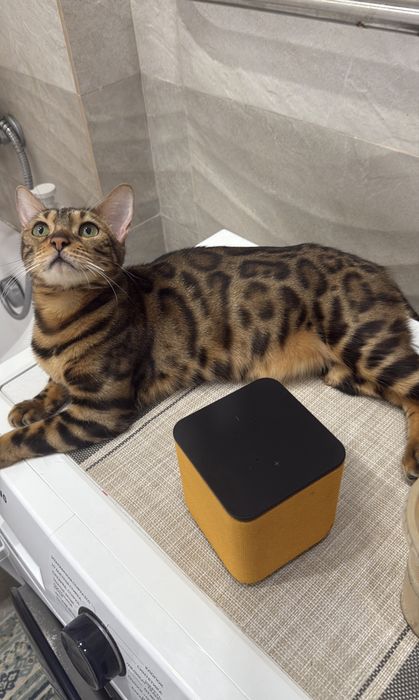 Бенгальская кошка