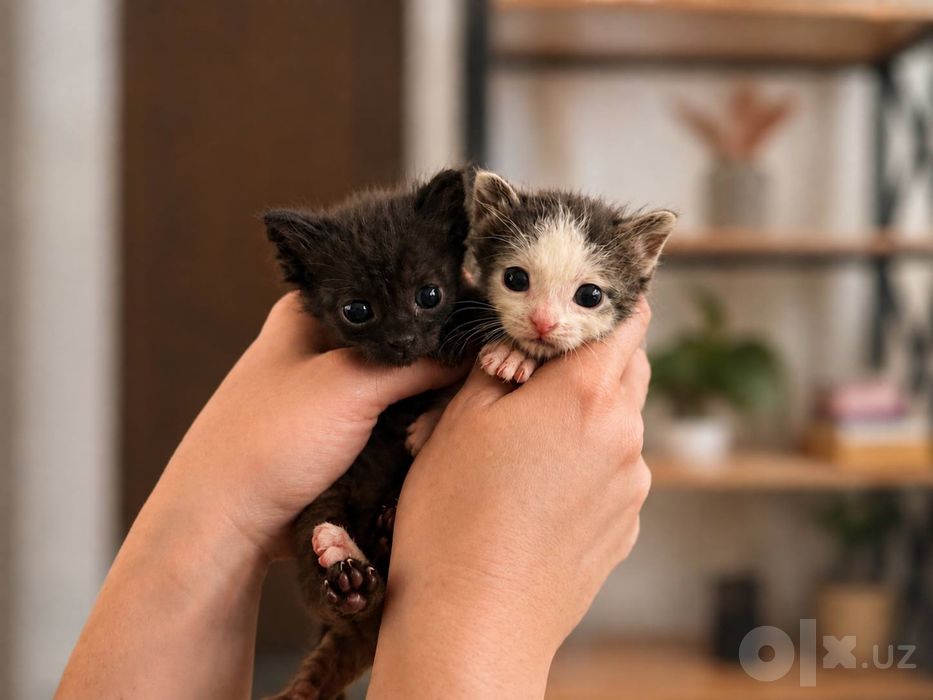 Катята мальчики, в добрые руки! Малышам 1 месяц, чистые, домашнии