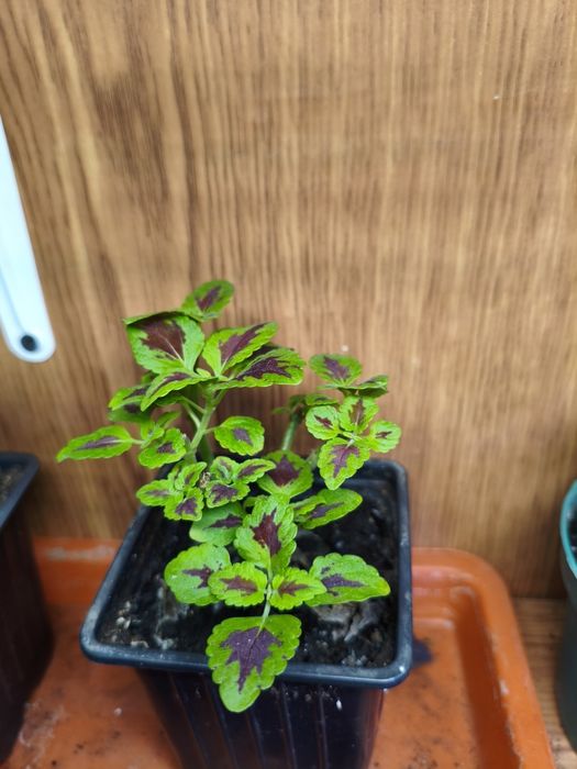 Колеусы в ассортименте