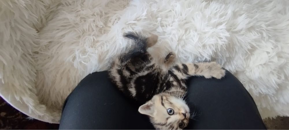Котята шотландские