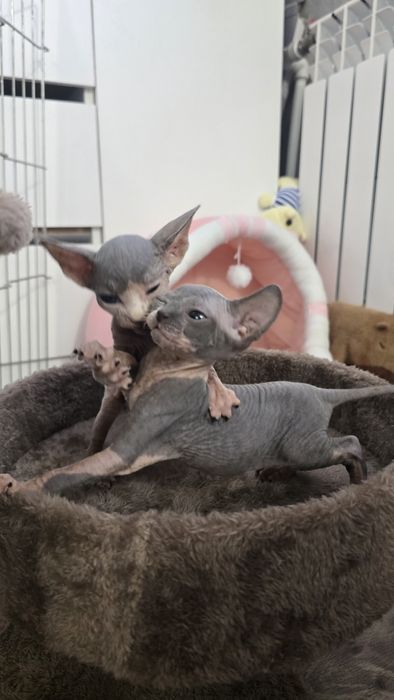 Котята канадский сфинкс