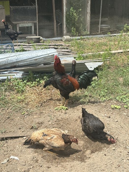 Продам 1 петух дакан 3 куриц дакан 70к .
