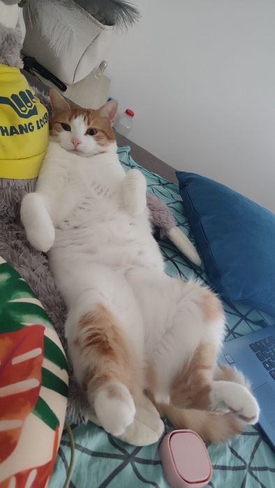 Pisică adultă de 5 ani, calmă, caută familie iubitoare