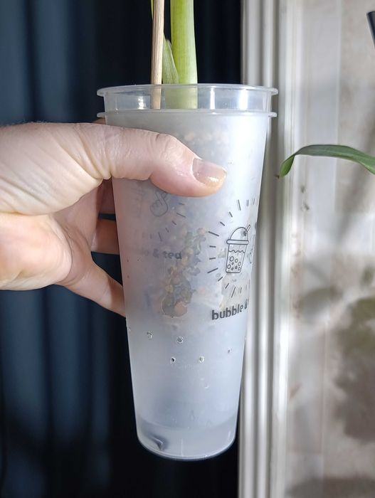 Цветы Фергана.Алоказия Регал Шилдс