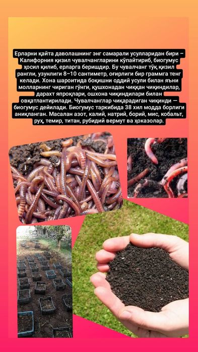 BIOGUMUS va KOLIFORNIYA QIZIL chuvalchangi sotiladi