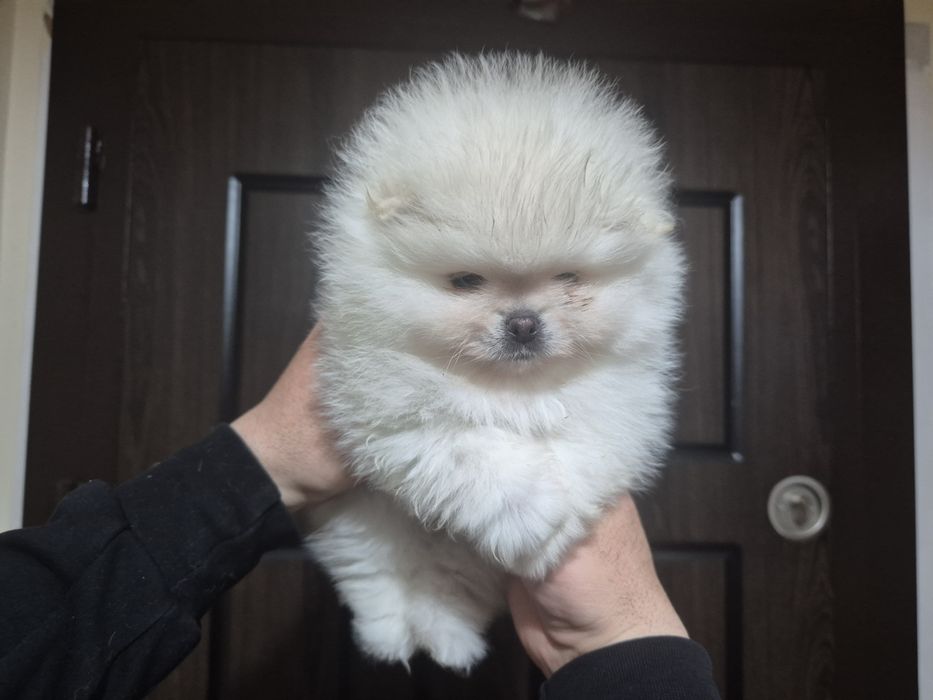 Померан бяло момче