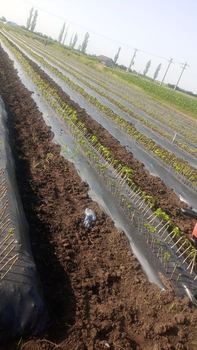 Butași vita de vie altoita!!