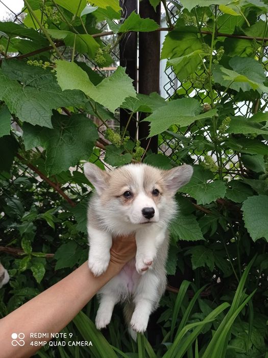 Предлагаю щенков корги-пемброк!!!