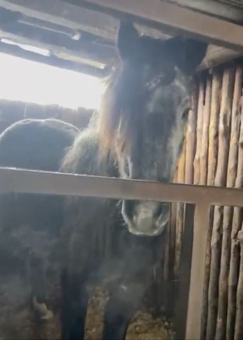 Продам кобылу 5 лет на мясо