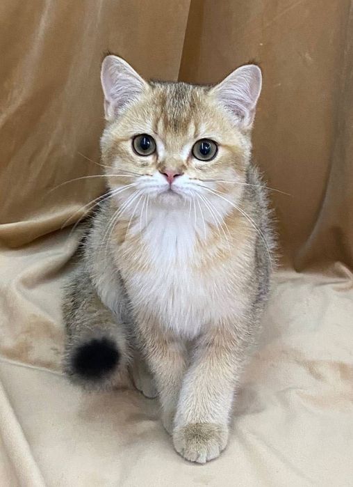 Срочно Британские золотые котята шиншиллы. Официальный питомник.