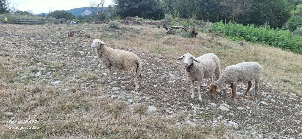 Oaie si miei friza germana