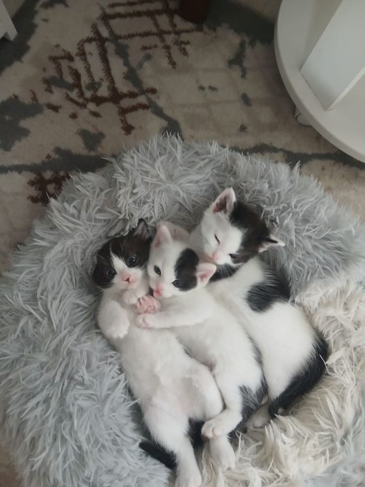 Отдам в добрые руки
