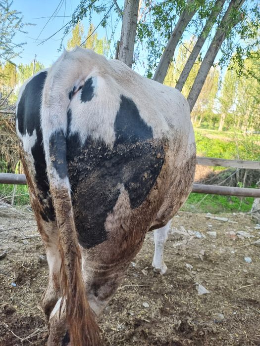 Toza Rossiya Buqa sotiladi