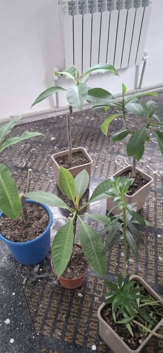 Плюмерия цветы вечной Любви