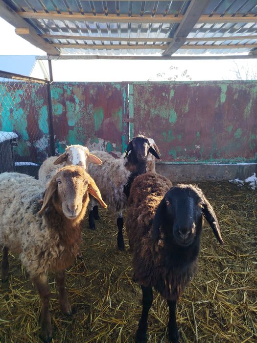 Бараны матки 5штук