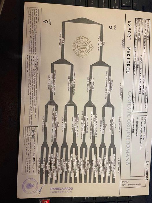 МАЛИНОА - белгийска овчарка