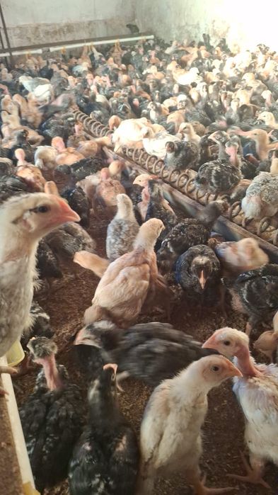 Pui rasa mixta de cateva saptamani