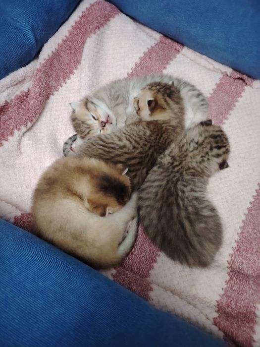 Mushuk sоtilvoti britan shinshilla toza ota va ona ham shinshila