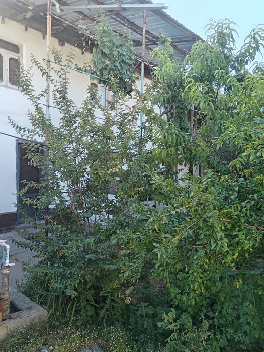 Уч кахрамон Кибрай район мехнат беш бармок участка сотилади ховли уй й