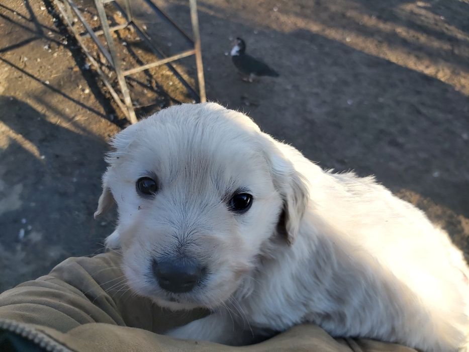 Donez cățelușă ...