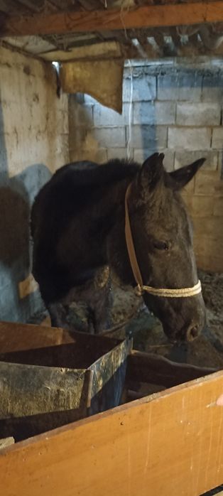 Тай сатылады 1.5жасар