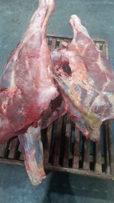 Мясо говядины конины