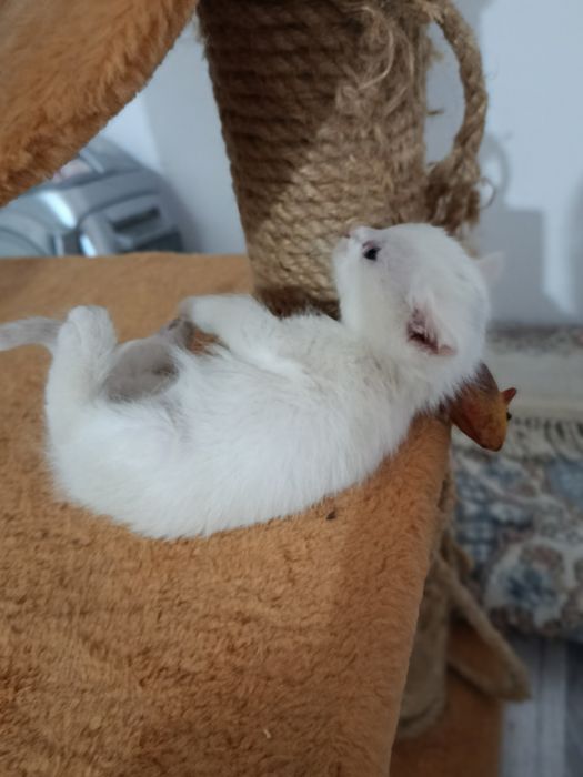 Котёнки в добрые руки
