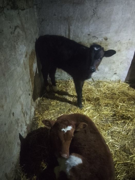 Прадам телят полтора месяца