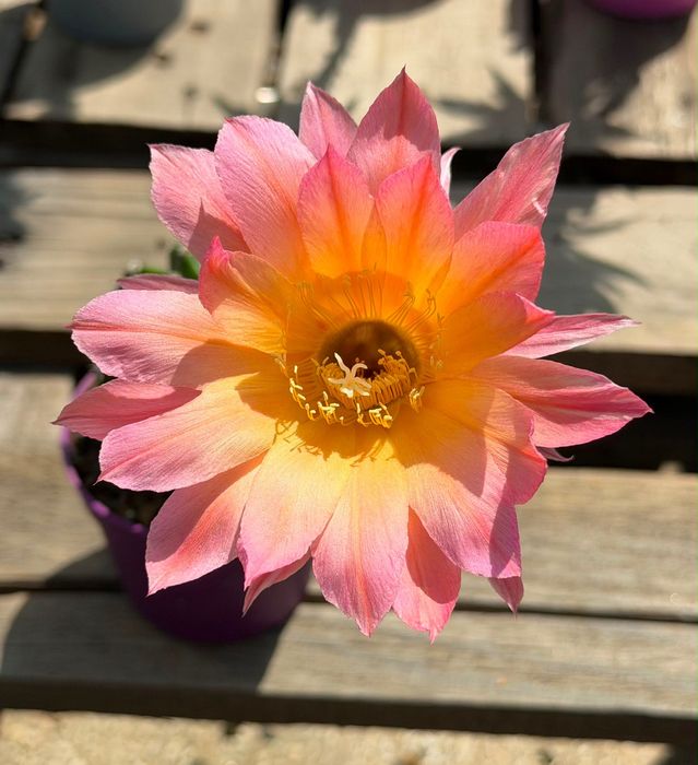 Цъфтящи кактуси вид Echinopsis Hybrid Ombre преливащи се цветове розов оранжев жълт цъфтеж рядък вид растение
