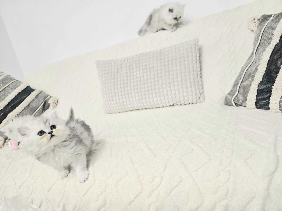 Персийска сребърна чинчила -котенца