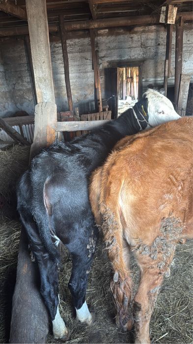 Семіз тайыншалар сатылады